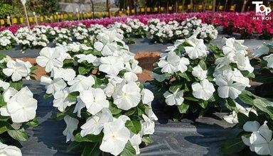 Giống hoa dừa cạn tại vườn khách của Sunmart