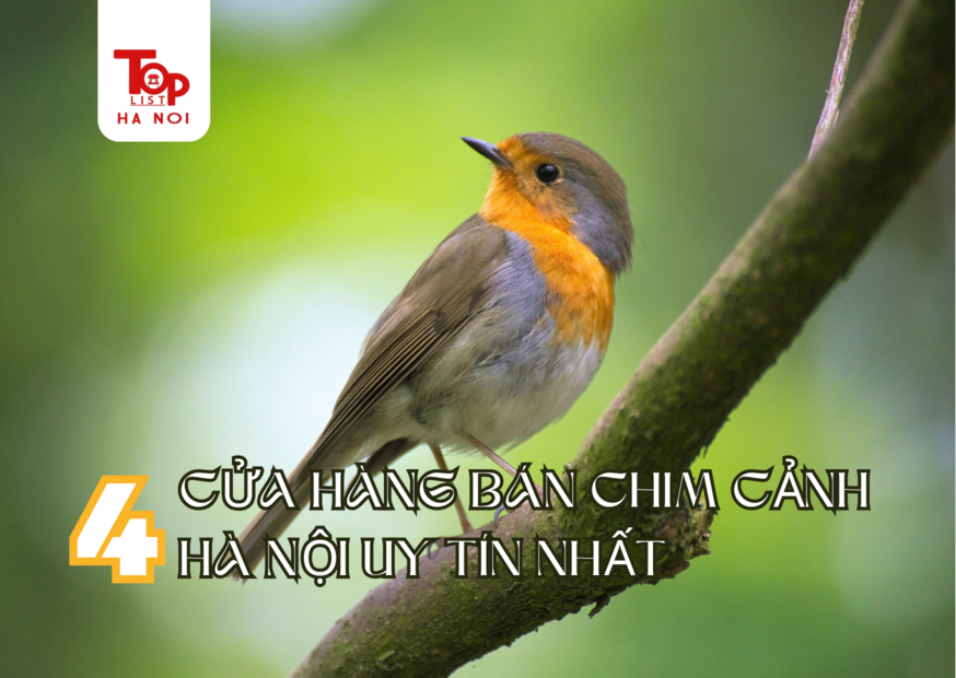 4 CỬA HÀNG BÁN CHIM CẢNH HÀ NỘI UY TÍN NHẤT